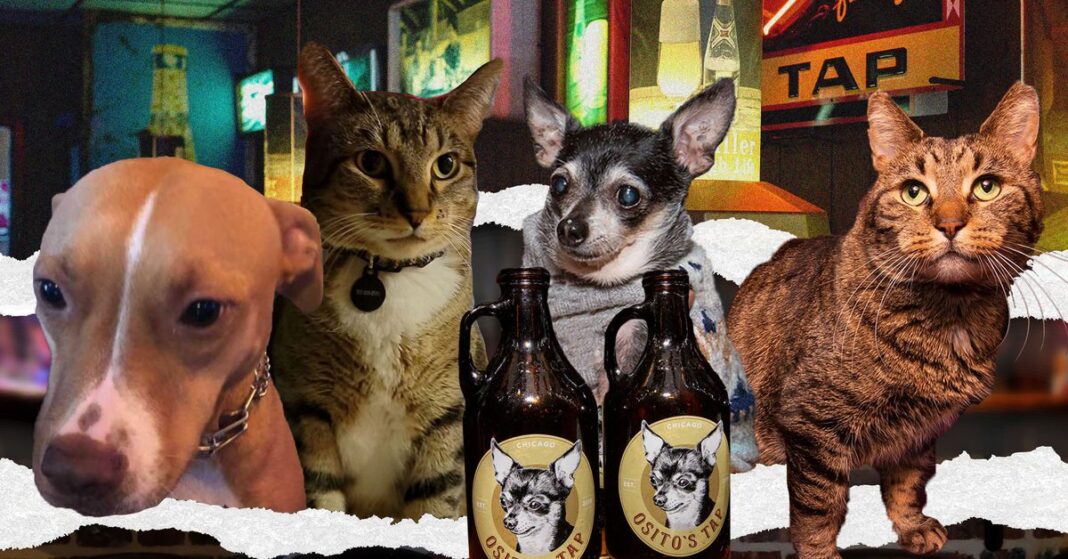 hair-of-the-dog:-meet-the-bar-animals-of-chicago