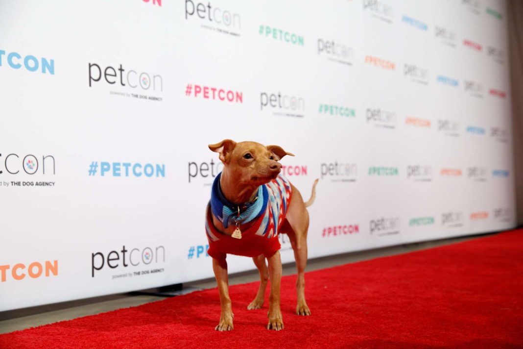 meet-world’s-cutest-pets-at-pet-con-in-chicago-this-weekend